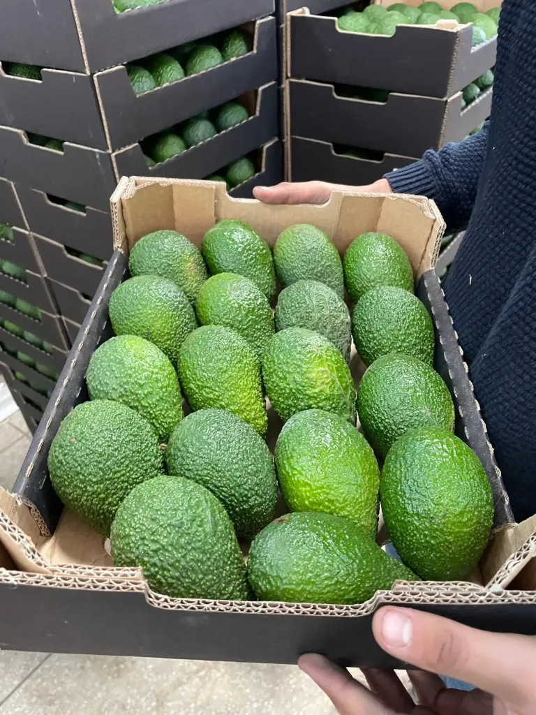 Aguacates - sólo empresas