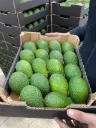 Aguacates - sólo empresas